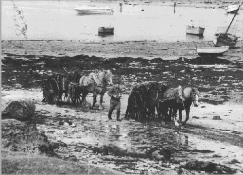 transport du gomon